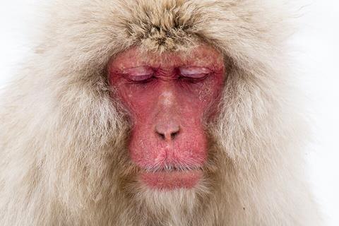Macaca_fuscata_meditation