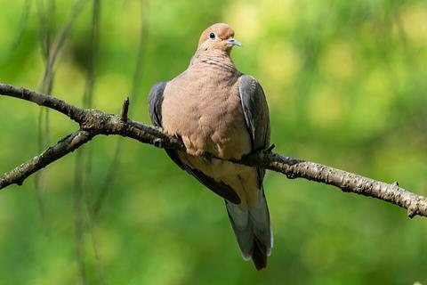 Mourning_dove_perched_(61179)