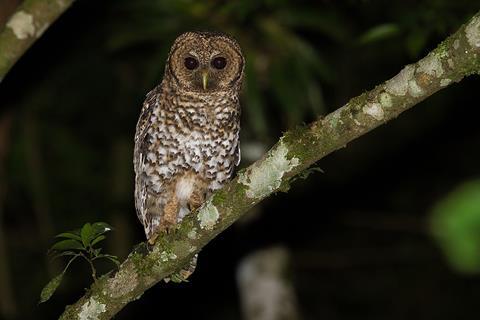 Coruja-listrada_(Strix_hylophila)_no_Parque_Estadual_Intervales