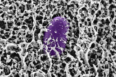 Low-Res_MIT_glycans-salmonella-01-press