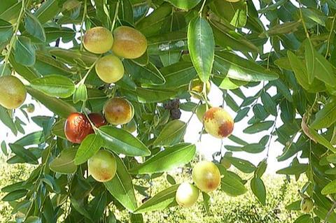 Alb-Z._jujuba-fruit-8