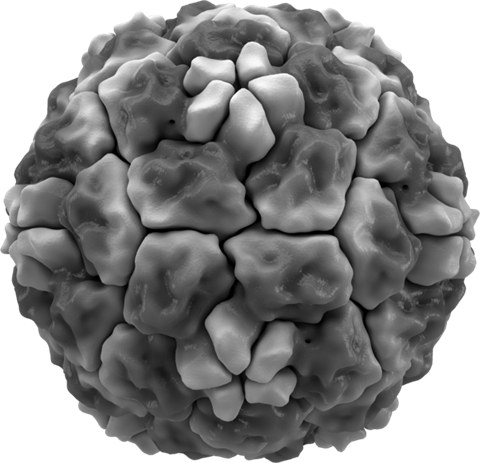 621px-Rhinovirus_isosurface