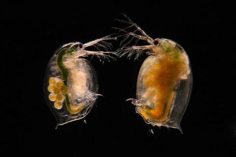 Low-Res_Daphnia-Pasteuria_1500x1000