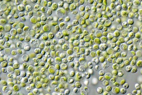 Chlorella_vulgaris_NIES2170