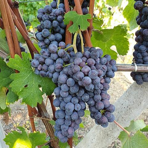 Uva_Nebbiolo