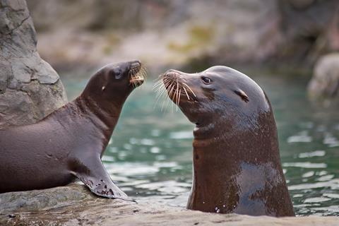 sea-lion-4481175_1920