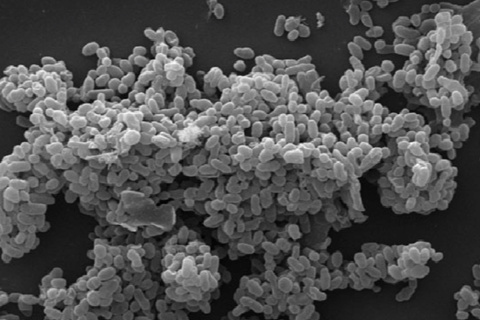 Scanning_electronic_micrograph_of_Akkermansia_muciniphila