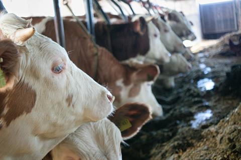 cows-6135073_1280