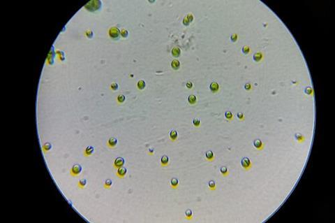 Synechococcus_19_01_2022_800X