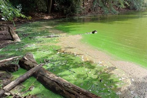 Low-Res_Blue Green Algae bloom