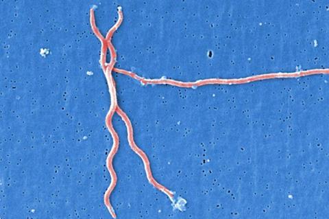 Lyme_disease_parasite_Borrelia_burgdorferi (1)