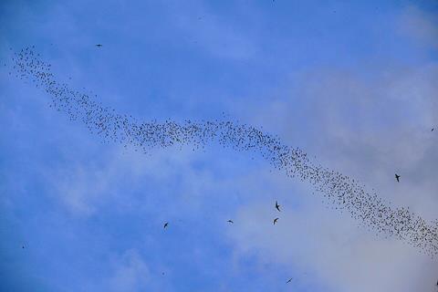 Wrinkle-lipped_Free-tailed_Bats_(Chaerephon_plicatus)_out_of_Deer_Cave_(6761236185)