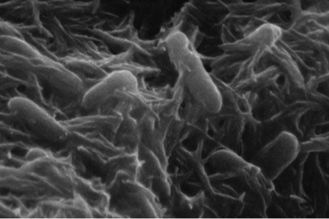 Shewanella_oneidensis
