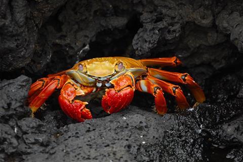 crab-63084_1920