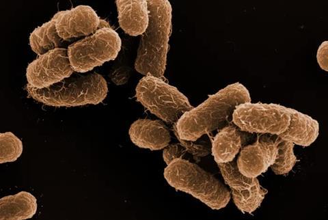 Klebsiella