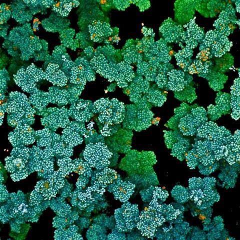 Low-Res_3 - Bacterial biofilm_Prof Kimberly Kline_University of Geneva