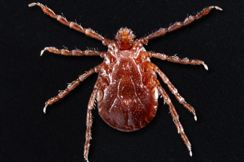 800px-Longhorned_tick_(Haemaphysalis_longicornis)