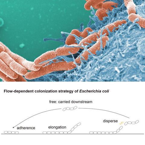 Low-Res_Eurekalert用の図