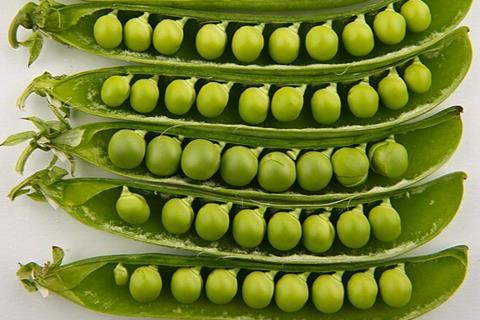 Peas_in_pods_-_Studio