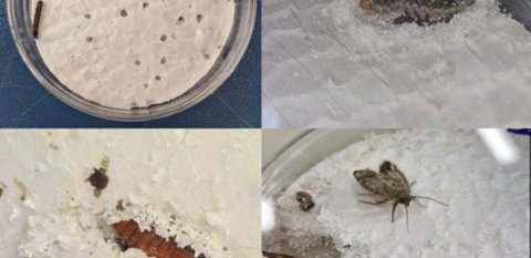 Low-Res_caterpillar