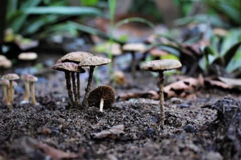 mushrooms-5620000_1280