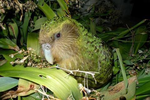 Low-Res_Kakapo on Maud Island New Zealand credit Chris Birmingham