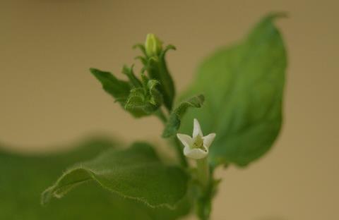 Nicotiana_benthamiana_flower