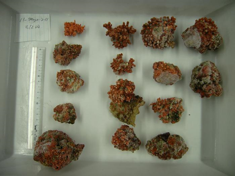 Low-Res_Fig1 Frozen Rhodoliths
