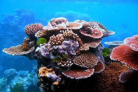 Coral_Outcrop_Flynn_Reef