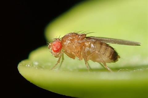 Drosophila_melanogaster_53362116