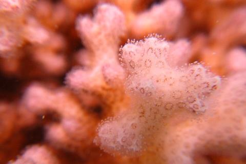 A_Macro_Pocillopora_damicornis