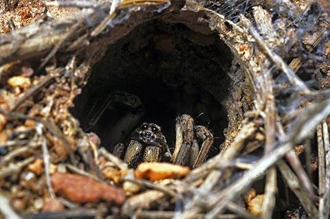 Trapdoor_Spider_Opening_(NZAC06001424)