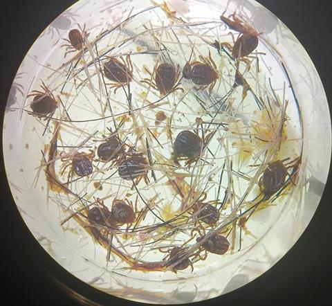 Low-Res_Adult ticks attached and feeding on the membrane surface - Credit Dr Abdul Ghafar, University of Melbourne