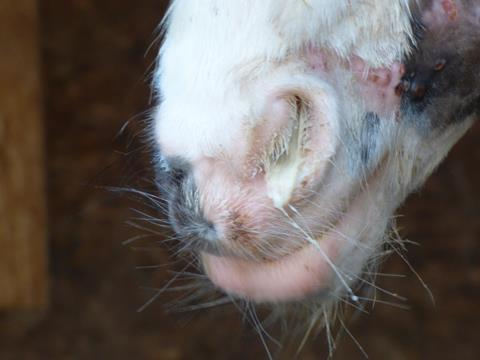 thumbnail_A horses nose with nasal discharge due to strangles S equi infection_Copyright Redwings Horse Sanctuary
