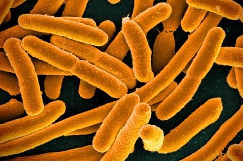 640px-E._coli_Bacteria_(16598492368)