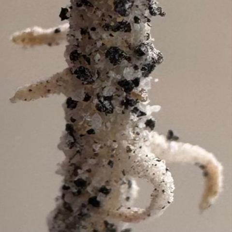 Low-Res_4_chickpea (3)