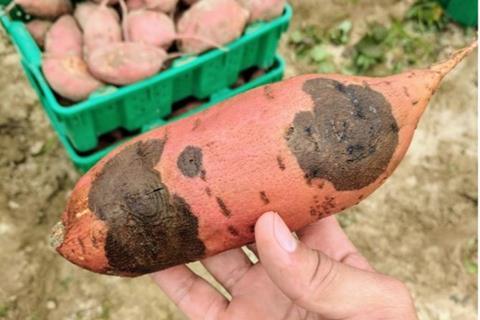 Low-Res_Sweetpotatoblackrot