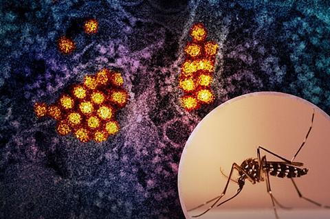 Aedes Mosquito and Dengue Virus Particles