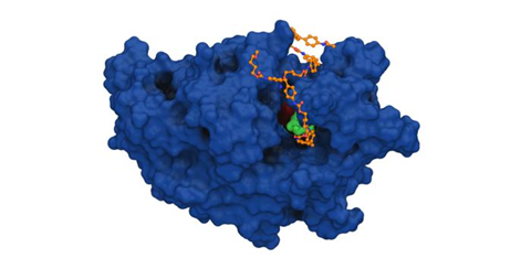 Low-Res_Enzyme CCPUR1 in blue with polyurethane CREDIT Pedro Paiva