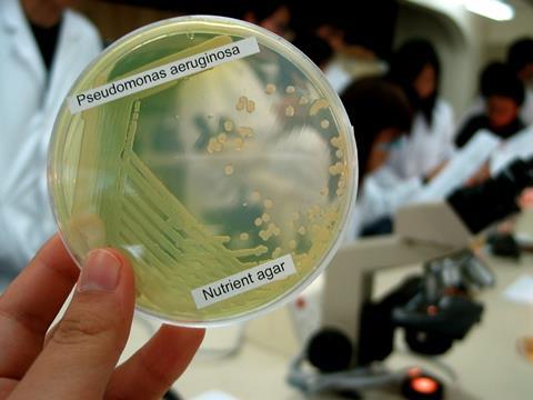 <i>Pseudomonas aeruginosa</i>