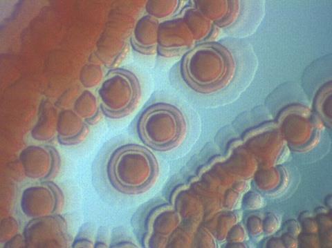 Methylobacterium_symbioticum