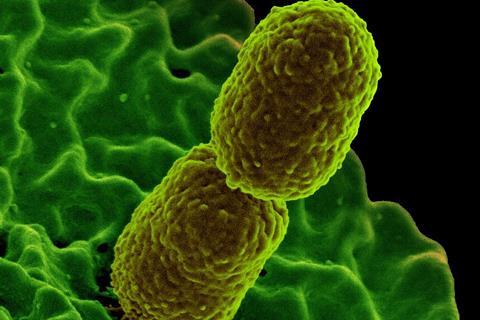 <i>Klebsiella pneumonia</i> Bacterium with Human Neutrophil