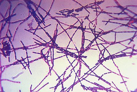 960px-Bacillus_anthracis_Gram