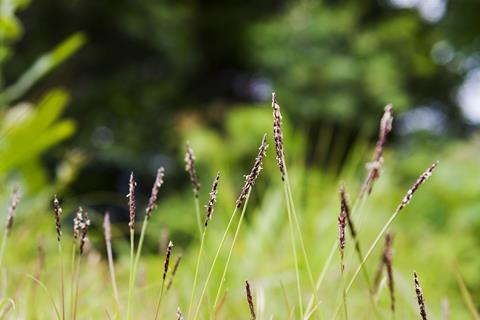 Zoysia_japonica_3
