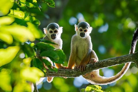 Área_de_Relevante_Interesse_Ecológico_Javari-Buriti_-_Miguel_Monteiro_(1)