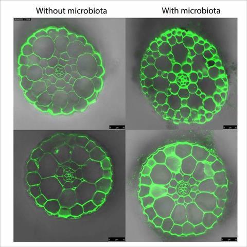 Low-Res_RootMicrobiota