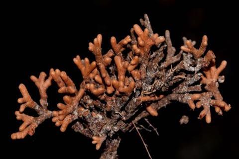 Low-Res_Swartzia polyphylla DCardoso4712 (1)