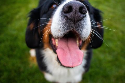 pexels-donovan-kelly-110228397-9623165