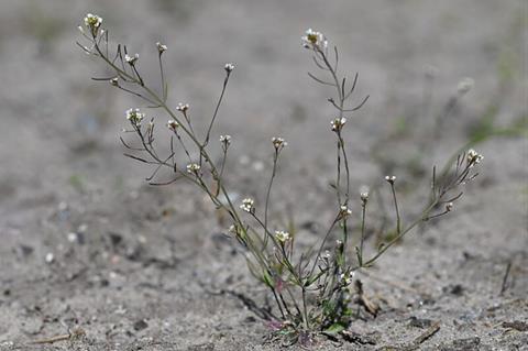 Arabidopsis_thaliana_kz13