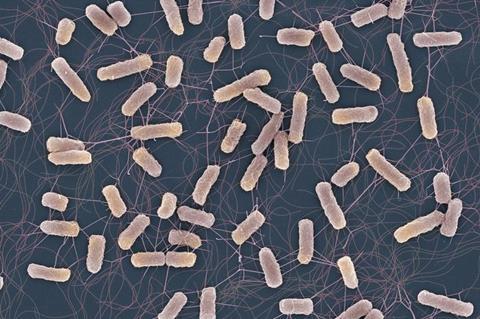 Salmonella bacteria